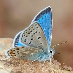 Polyommatus eros